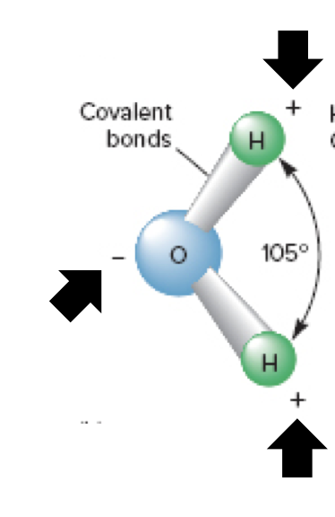 The uneven charges in this molecule indicate…