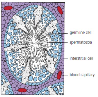 <p>Interstitial cells.</p>