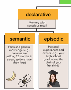 <p>long-term, declarative memory for events and experiences</p><p>• mental time travel: the experience of traveling back in time to reconnect with personal past experiences</p><p>• episodic memory has a very large capacity</p><ul><li><p>remember ppl from class 50 yrs ago</p></li></ul><p>• episodic memories are linked to experiences from a particular place and time</p><ul><li><p>Who: Amy, Sam, Lex, Mel, and Jess What: Summer road trip When: August 2020 Where: PCH in Monterey, CA</p></li></ul><p>• paired associates memory task: study and later remember which words were presented together</p>