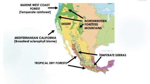 <ul><li><p>Coastal and inlands of California.</p></li><li><p>mild, wet winters, dry summers</p></li><li><p>Lots of Broadleafs</p></li><li><p>Oaks(Quercus) and Manzanita(<span>Arctostaphylos)</span></p></li></ul><p></p>