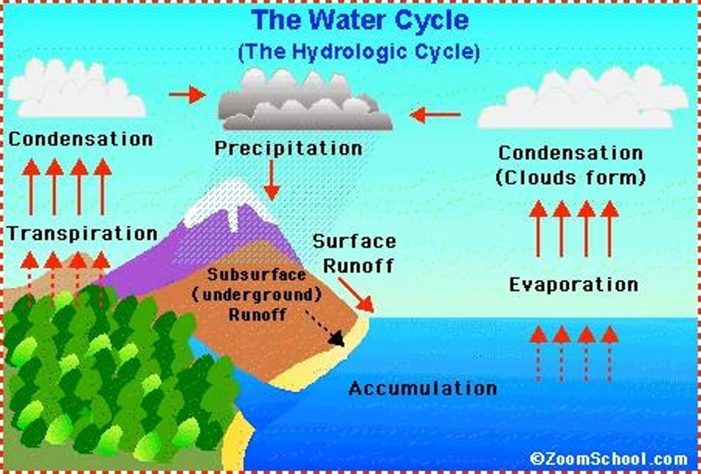 <p>Plant cells capture energy from the Sun and convert it into food (carbohydrates); plant cells then convert the carbohydrates into energy during cellular respiration.</p>