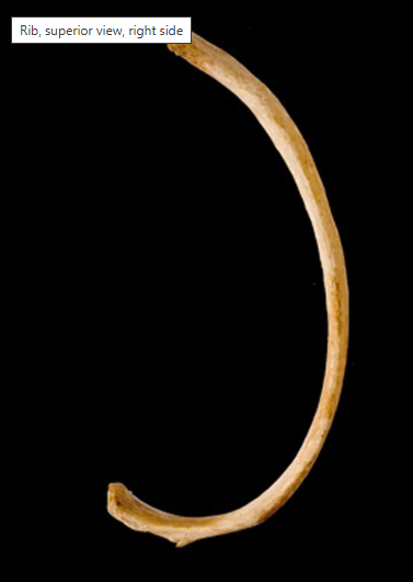 <p>What bone is this?</p><p>(Superior view, right side).</p>