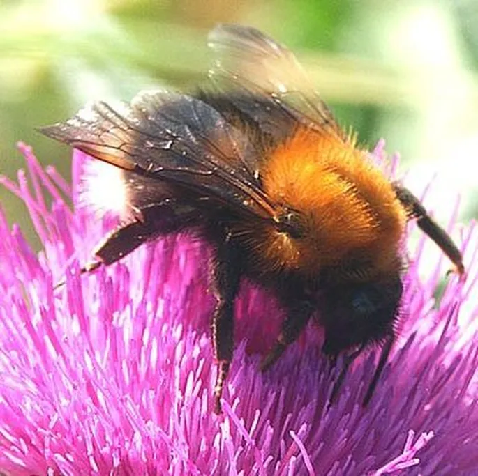 <p>Species of insect.</p>