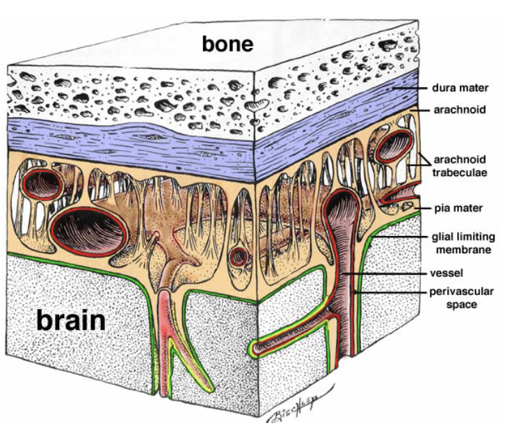 <p>→ 3 protective layers of tissue wrapping organs of the CNS</p><ul><li><p><strong>Dura mater </strong>→ outermost layer; thick, tough, unstretchable tissue</p></li><li><p><strong>Arachnoid membrane</strong> → middle layer; web-like extensions create a soft, spongey layer filled with CSF</p><ul><li><p><strong>Subarachnoid space </strong>→ area where large blood vessels and capillaries delivering nutrients and oxygen course though and form <strong>arachnoid trabeculae</strong></p></li></ul></li><li><p><strong>Pia mater </strong>→ innermost layer; saran-wrap like </p></li></ul><p></p>