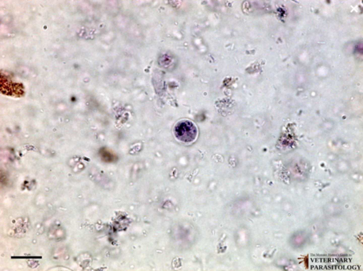 <p>What parasite is this if it is from a dog</p>