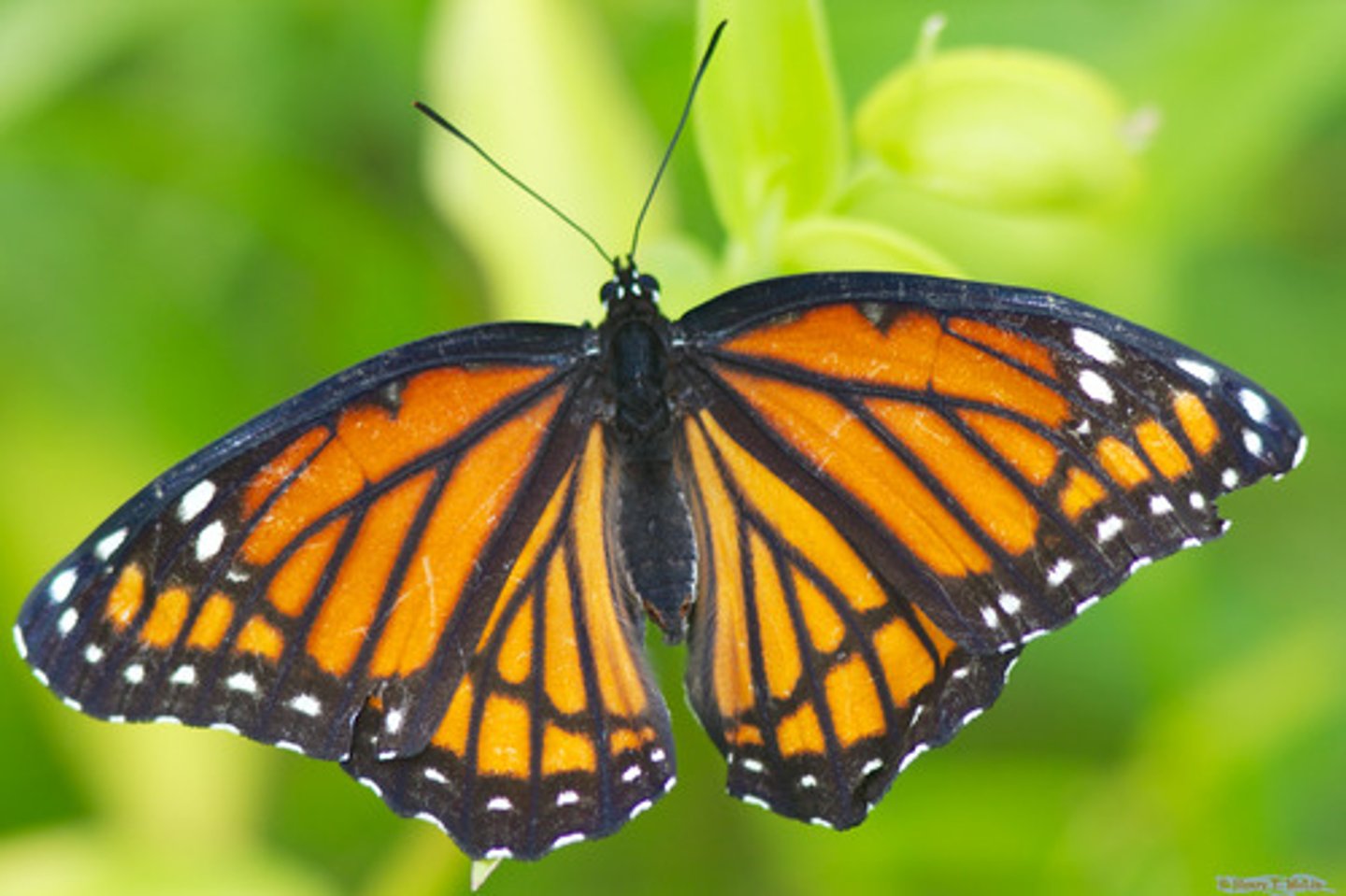<p>Butterfly Family</p>