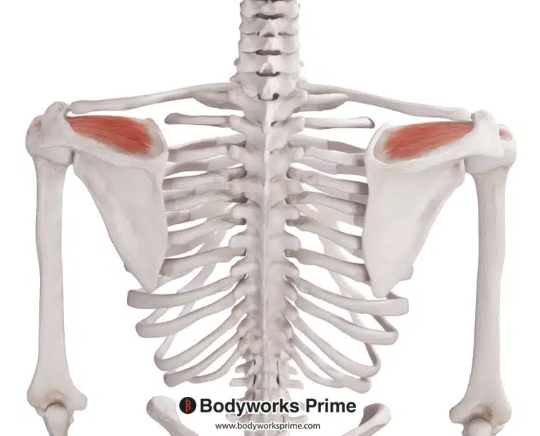<p>*posterior</p>