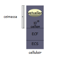 <p>BW = Celmassa + ECF + ECS</p>