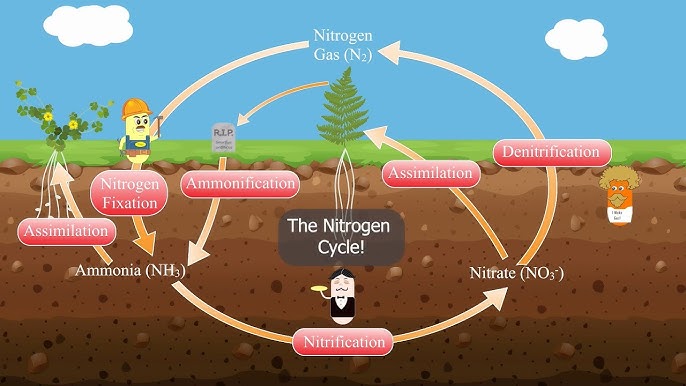 <p>The process by which nitrogen is converted between its various chemical forms in the environment, including fixation, nitrification, and denitrification. </p>