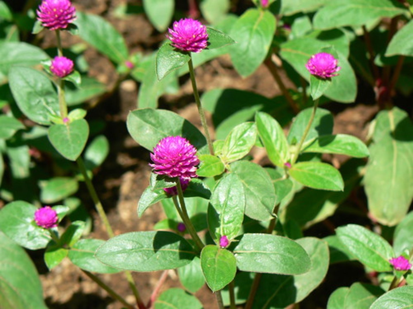 <p>Gomphrena globosa</p>