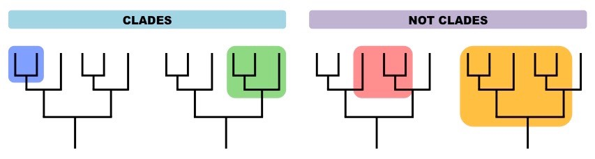 <p>term for the grouping that includes a common ancestor and all the descendants of that ancestor </p>