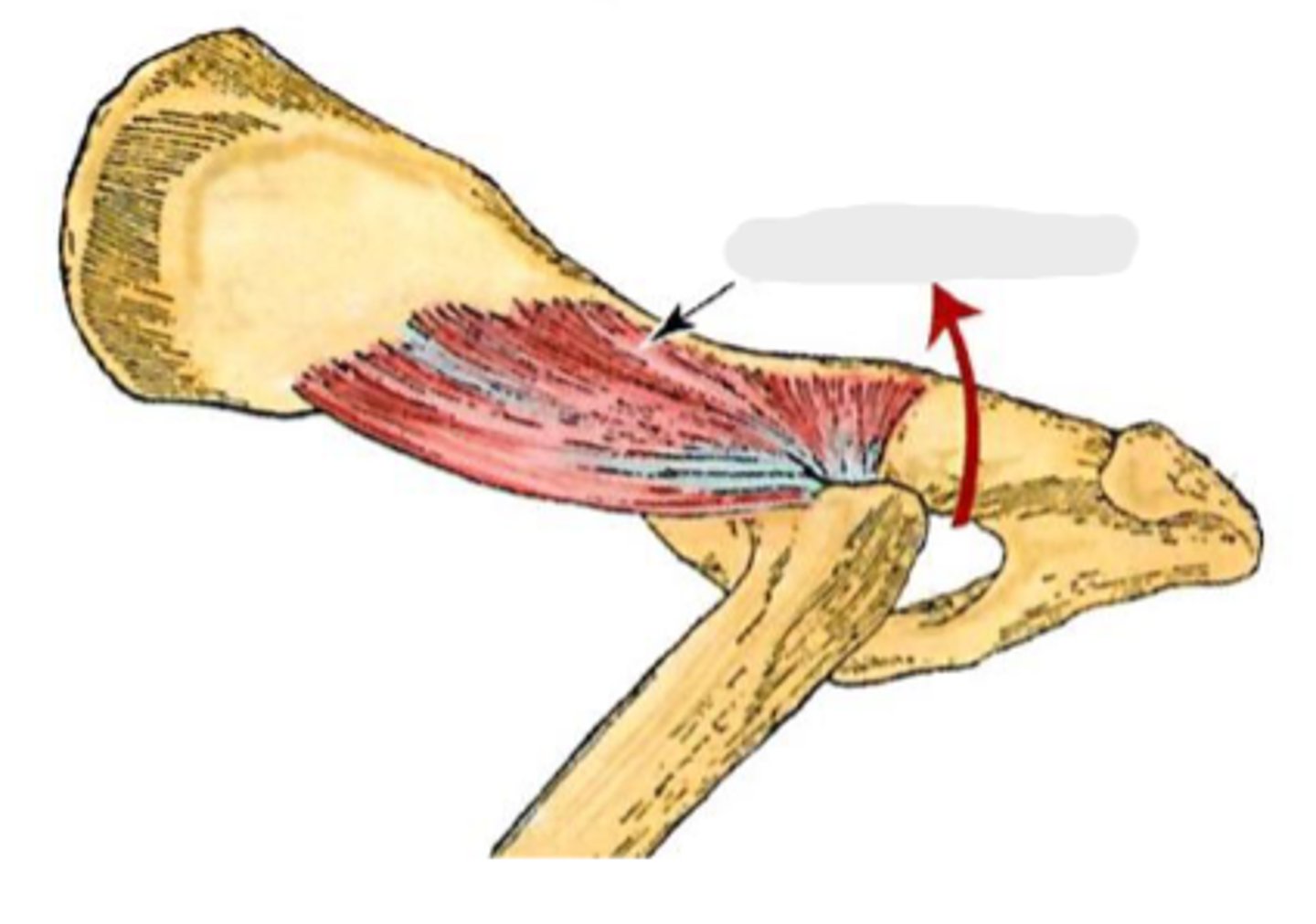 <p>What muscle is this, acting on the hip joint?</p>