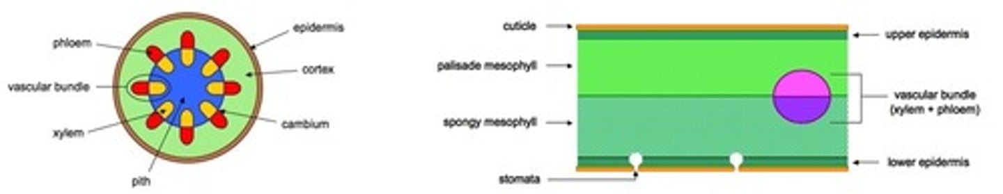 <p>• they make up vascular bundles in the stem</p><p>• arranged in a ring surrounding the centre of the stem</p><p>• xylem on inside</p><p>• phloem on outside</p><p>• vascular bundles (xylem &amp; phloem) are separated (from each other) by the cambium</p>