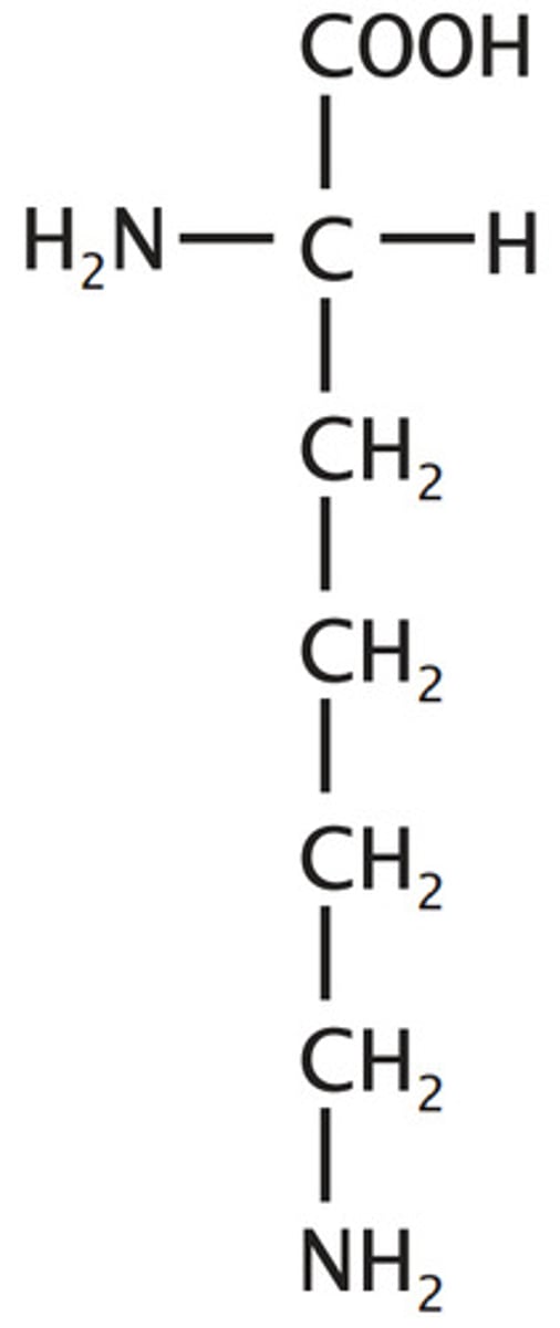 <p>positively charged, basic</p>
