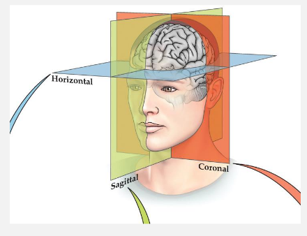 <p>horizontal: divides the brain into an upper and lower part</p><p>sagittal: divides the body into left and right halves</p><p>coronal: divides the body into front (anterior) and back (posterior) regions</p>
