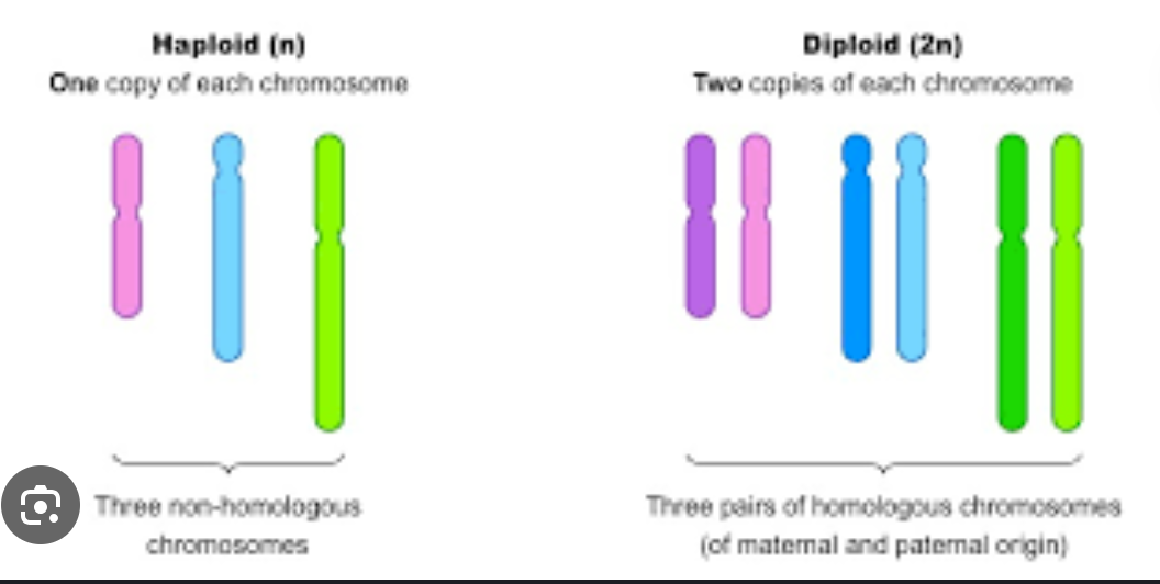 <ul><li><p><span><span>The number of complete sets of chromosomes in a cell is known as its ploidy.</span></span></p></li><li><p><span><span>One complete set of chromosomes is haploid (n)</span></span></p></li><li><p><span><span>Two complete sets of chromosomes is diploid (2n)</span></span></p></li><li><p><span><span>Plants can have polyploids! (4n)</span></span></p></li></ul><p></p>
