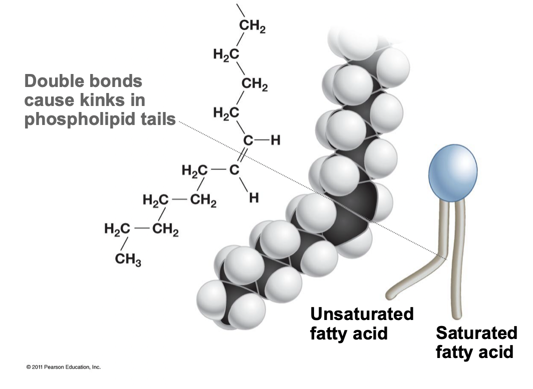 <ul><li><p>Contain a double bond, creating a kink in the tail</p></li><li><p>Cannot be packed as close together</p></li><li><p>Increasing fluidity and permeability of the membrane</p></li></ul>