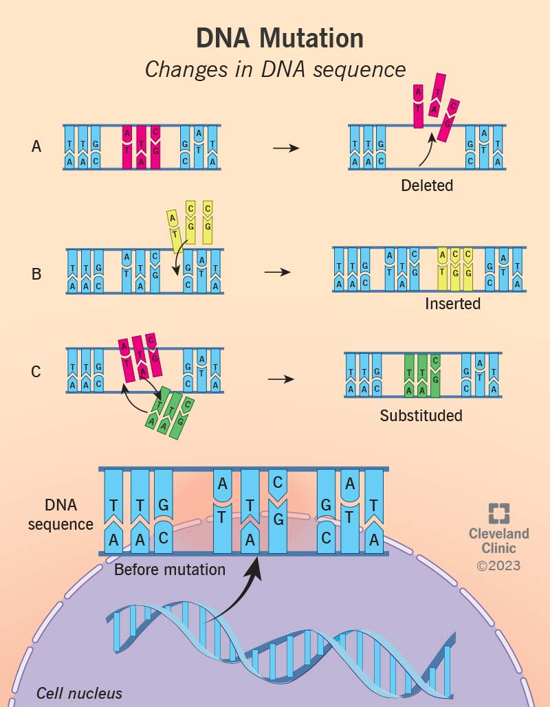 <p><span>Changes in the DNA sequence of a gene. </span><br><br><span>It is a result of the degeneracy of the codon chart. Even though we said that codon degeneracy allows us to have changes in DNA sequencing without impacting protein structure, this isn't always true; since some changes in DNA sequences can lead to significant changes in protein shape, and as a result, protein structure. This is what we call mutations.</span></p>