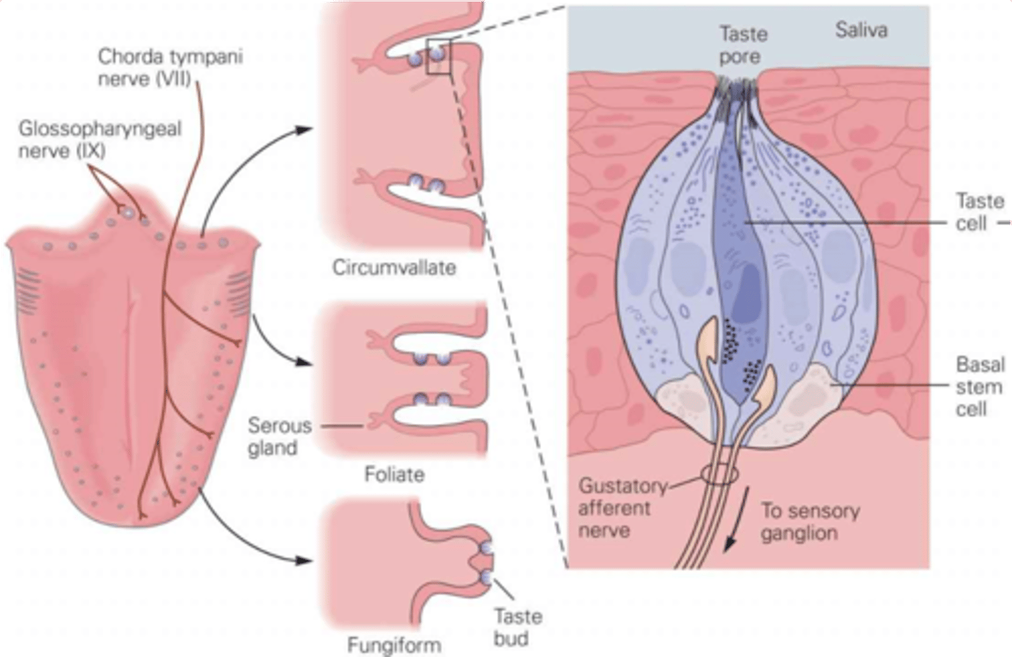 <p>~___ chemoreceptive taste cells per taste bud</p>