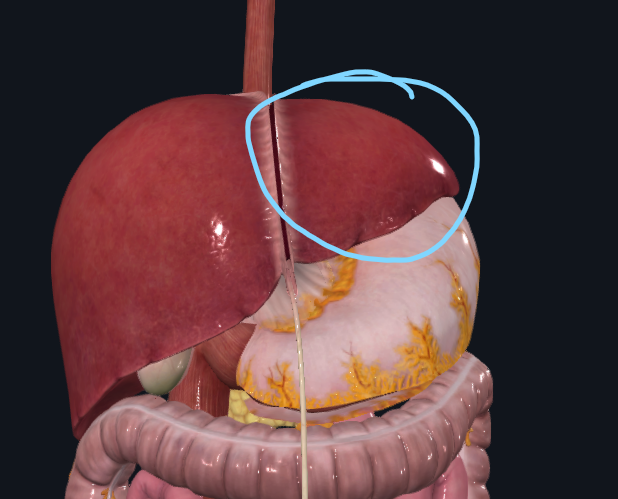 <p>What is circled in blue</p>