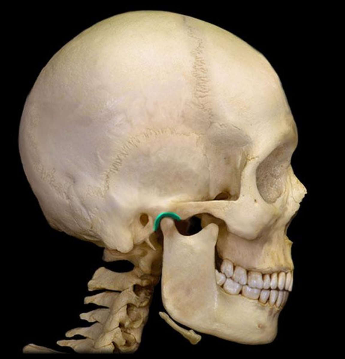 <p>Articulates with the mandibular condyles on mandible</p>
