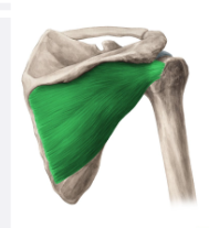 <p>What is the Name of this muscle?</p>