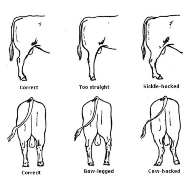 * Check for proper conformation before buying/selling cattle
* Perform frequent checks and watch for limping
* Keep pastures dry