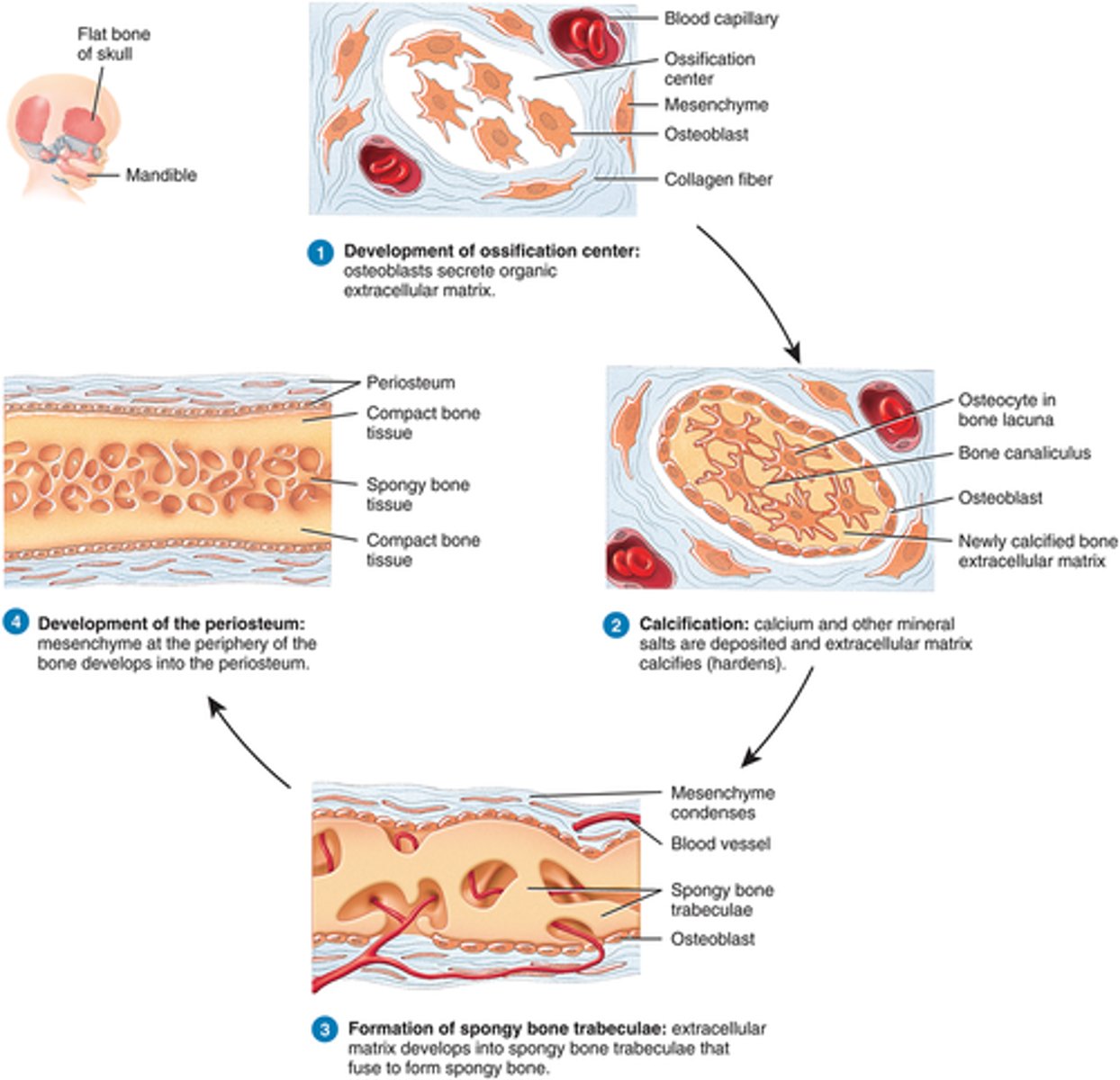 <p>Intramembranous Ossification</p>