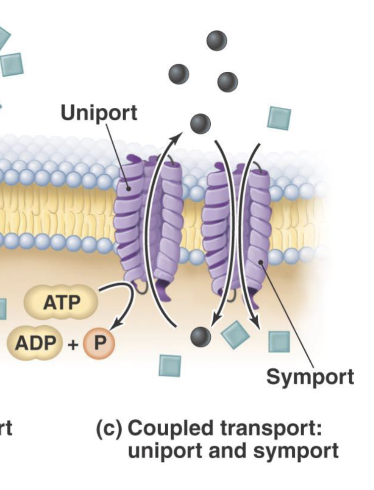 <ul><li><p>Uniport+Symport</p></li><li><p>Uniport moves one substance across the membrane against the gradient. Requires ATP</p></li><li><p>The molecule moved across combines with another molecule and come back into the membrane via symport. NO ATP</p></li></ul><p></p>