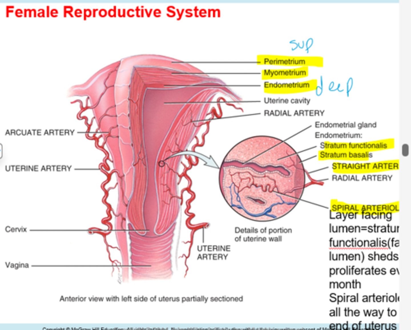 <p>end of the cervix</p>
