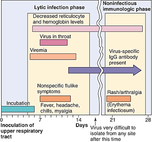 <p>What are the <strong>two phases</strong> of<strong> Parvovirus B19 infection </strong>and their key features?</p>