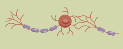 the formation and development of myelin around the axon of a neuron

* facilitates efficient communication
* allows for no disturbances = quick and smooth communication