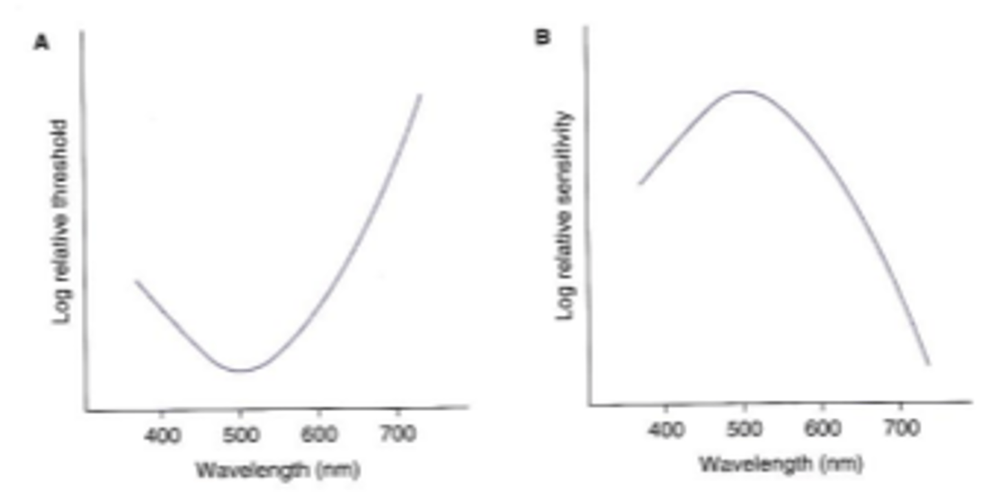 <p>ability to detect light stimuli under scotopic condition. Determined by the rhodopsin absorption curve. Demonstrated by dark adapting a subject and measuring the minimum amount of energy required to detect stimuli of various wavelengths. Very similar to the rhodopsin absorption spectrum because rhodopsin is the only photopigment present in the scotopic system.</p>