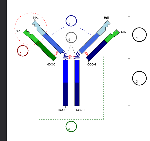 <ol><li><p>Fab fragment, (variable part?)</p></li><li><p>Fc fragment</p></li><li><p>Heavy chain 2x</p></li><li><p>Light chains 2x</p></li><li><p>Antigen binding site</p></li><li><p>Hinge region</p></li></ol><p></p><p>4 peptide chains, 2 heavy and 2 light chains</p><p>kept together by disulphide bridges</p>