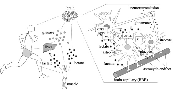 <p>Strenuous Exercise</p><p>Oxygen limitation in muscles causes lactate production via fermentation.</p>