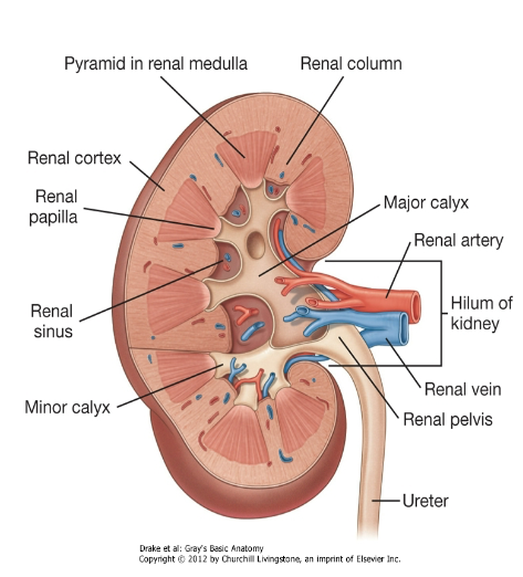 <ul><li><p><span><span>Each kidney consists of an outer cortex and an inner medulla.</span></span><br></p></li><li><p><span><span>Extensions of renal cortex (the renal columns) project in the</span></span><br><span><span>medulla and divide it into discontinuous aggregates (renal pyramids).</span></span><br></p></li><li><p><span><span>The bases of these pyramids are directed towards the cortex, while</span></span><br><span><span>the apices are inwards to the renal sinus. The apical projections (renal papilla) are surrounded by a minor calyx.</span></span></p></li><li><p><span><span>In the renal sinus, several minor calyces unite to form a major calyx, and 2-3 major calyces unite to form the renal pelvis, which is the funnel-shaped superior end of the ureter.</span></span></p></li></ul><p></p>
