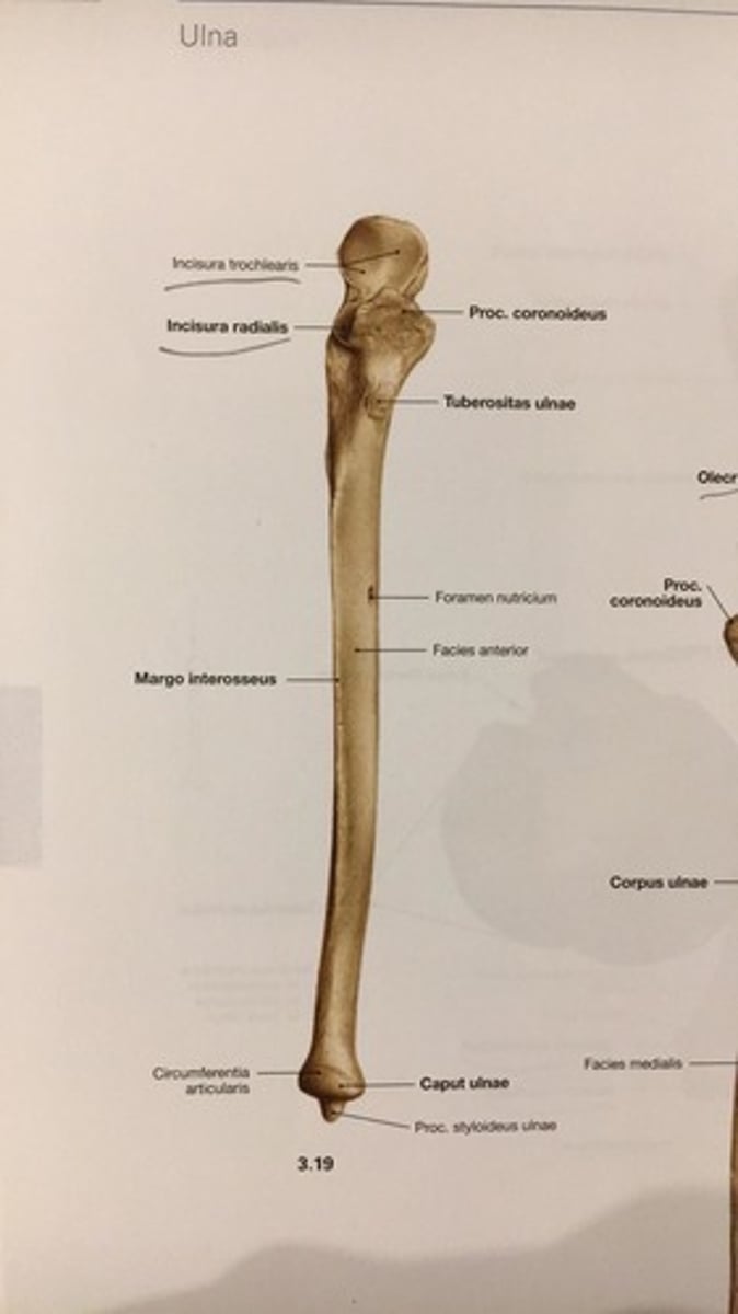 <p>caput ulnae</p>