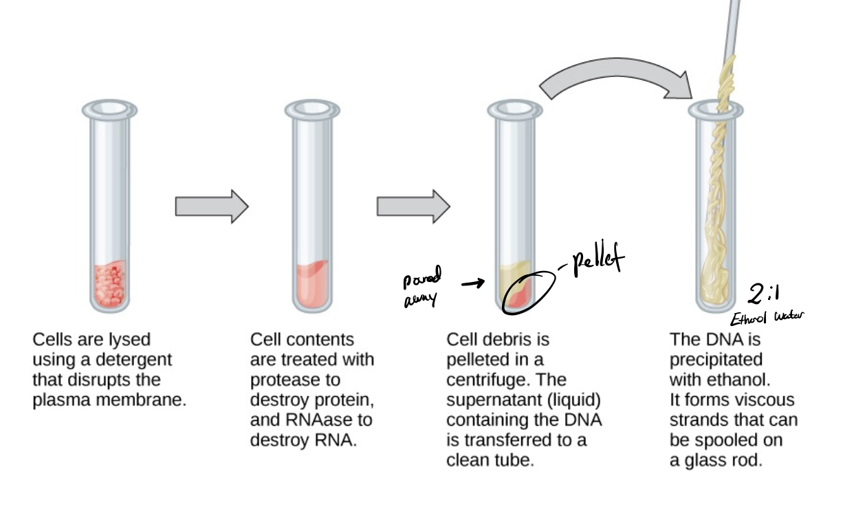 <ol><li><p>cells are lysed using a detergent that disrupts the plasma membrane</p></li><li><p>protease and RNAase used to destroy protein and RNA</p></li><li><p>centrifuged, and a pellet is formed at the bottom. supernatant moved to a clean tube</p></li><li><p>DNA is precipitated w/ ethanol and forms viscous strands that can be spooled on a glass rod.</p></li></ol><p></p>