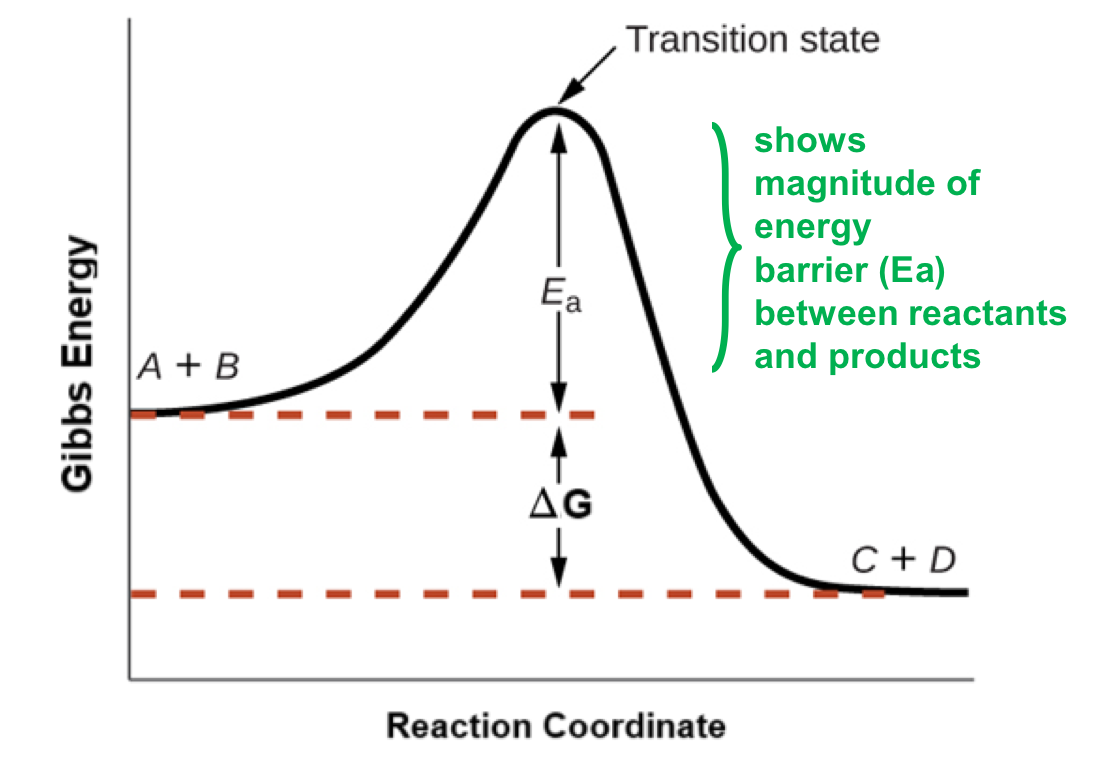 <ul><li><p>activated complex</p></li><li><p>species at point of highest energy </p></li><li><p>exists transiently, cannot be isolated </p></li></ul><p></p>