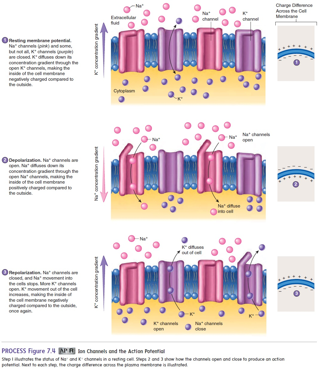 <p><span style="background-color: transparent;">In response to AP, muscle contracts (excitation-contraction coupling)</span></p>
