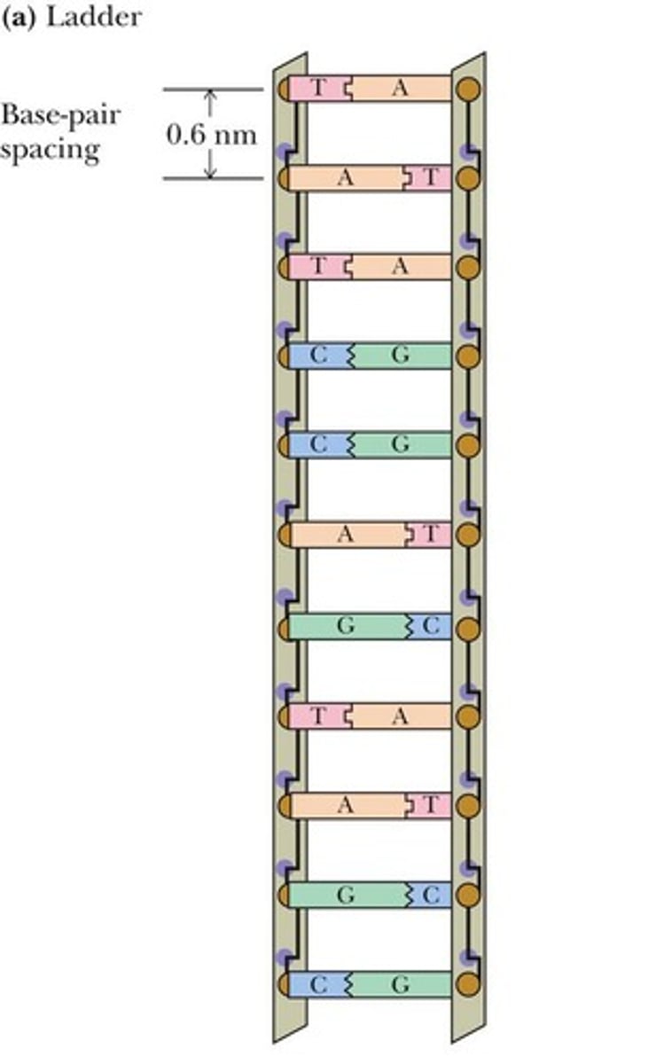 <p>Hydrogen bonding between complementary DNA bases.</p>