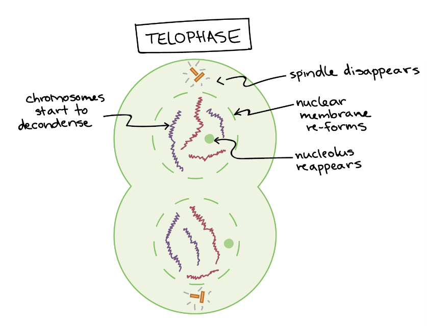 <ul><li><p>Nuclear membranes reform around each group of chromatids</p></li><li><p>2 nuclei form</p></li><li><p>Organelles start to reappear</p></li></ul>
