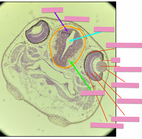 <p>what level<br>primary brain vesicle<br>parts</p>