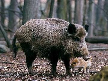 <p>Feral pig </p>