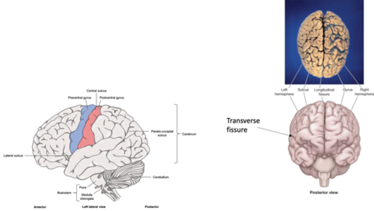 <p>Pre-central &amp; Post-central</p>