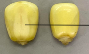 <p>What is being depicted here in this monocot corn seed?</p>