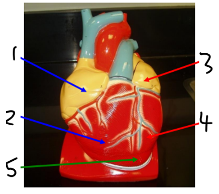 <p><span><span>Does chamber 3 contain oxygenated or deoxygenated blood?</span></span></p>