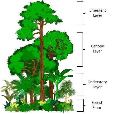 <ul><li><p><strong>Emergent layer:</strong> Tallest trees (up to 50 m) get the most sunlight and face strong winds. Example: Kapok tree, harpy eagle nests here.</p></li><li><p><strong>Canopy layer:</strong> Dense layer of trees forming a roof that gets most sunlight and rainfall. Most animals live here — e.g. howler monkeys and sloths.</p></li><li><p><strong>Under-canopy (understory):</strong> Shaded, with smaller trees and shrubs that grow in canopy gaps. Example: jaguarsand tree frogs live here.</p></li><li><p><strong>Forest floor:</strong> Dark, hot, and damp with little light. Covered in decomposing leaves that add nutrients to the soil. Example: anteaters and fungi found here.</p></li></ul><p></p>