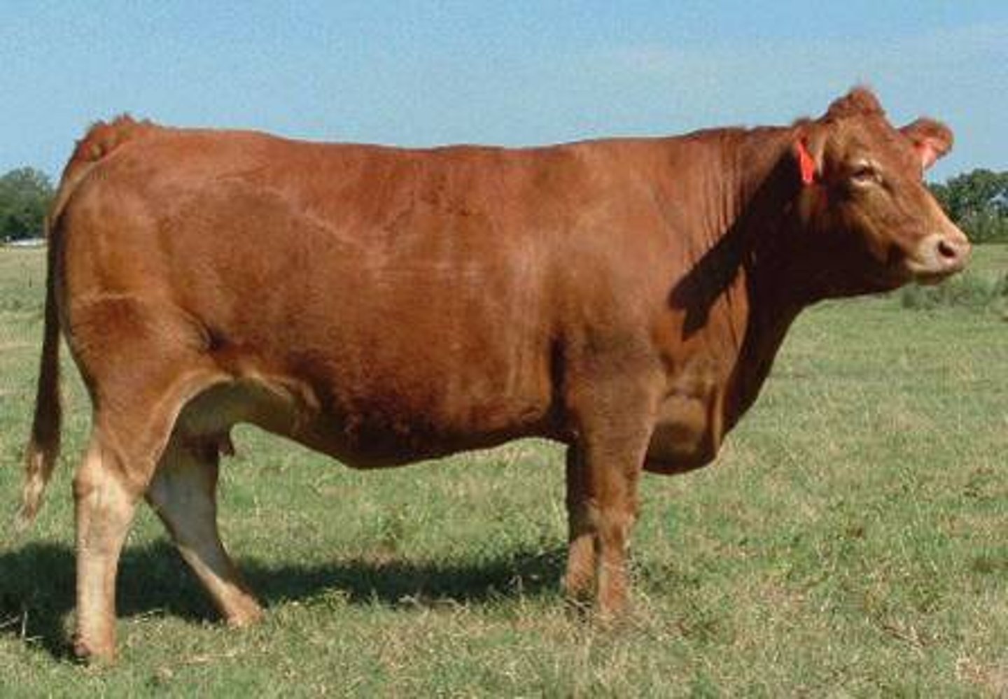 <p>- Beef breed from France ("Continental/exotic" and "paternal" breed)</p><p>- Originally red, but black lines now exist as well</p><p>- Large and heavily muscled with rounded quarters</p>