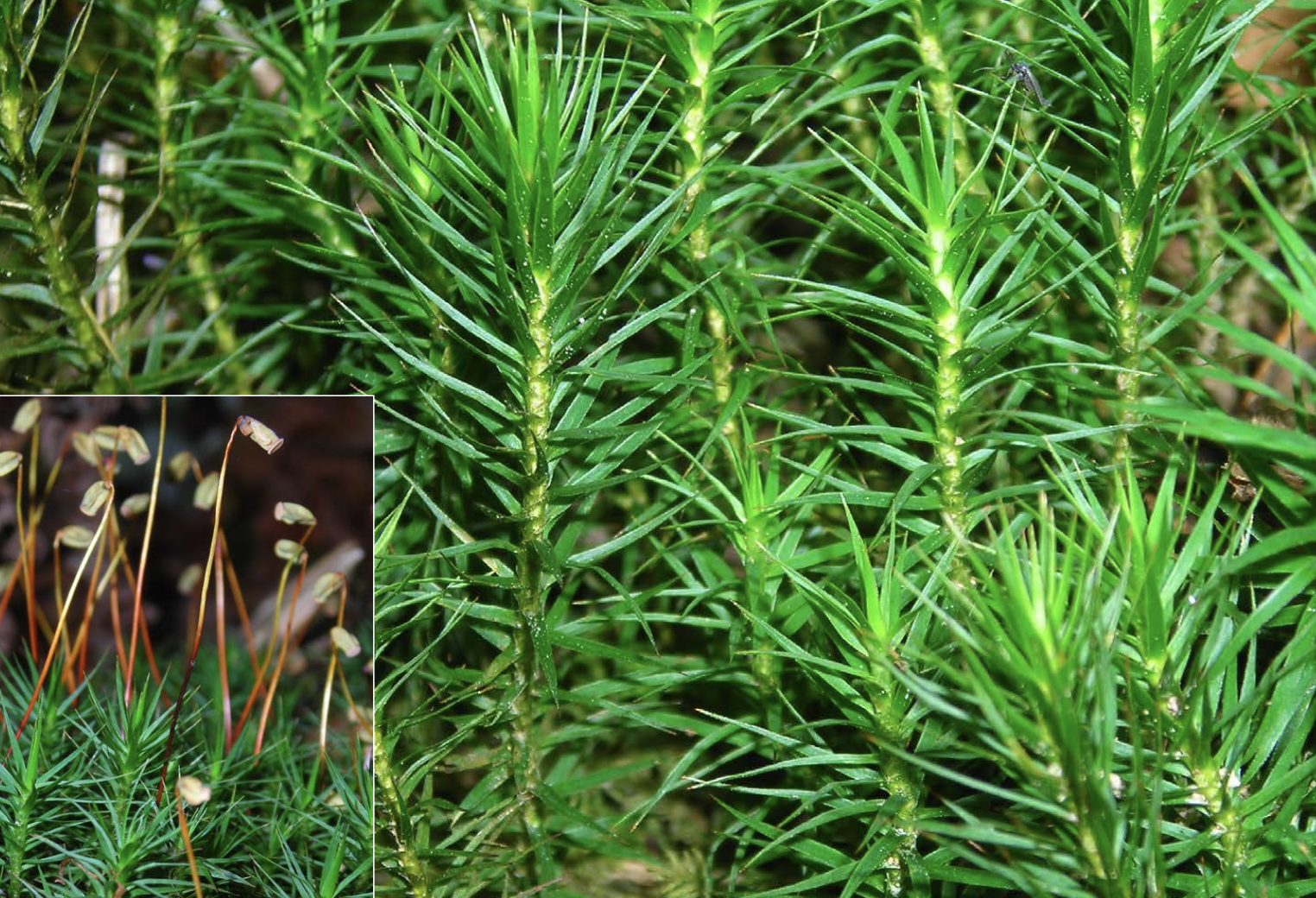 <p>Identificar el briófito</p>
